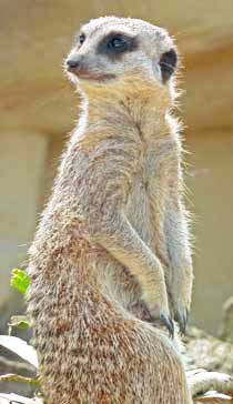 Picture of meerkat