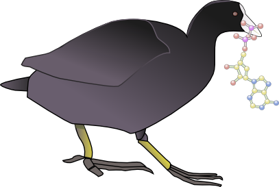 WinCoot (Made by: University of Cambridge)