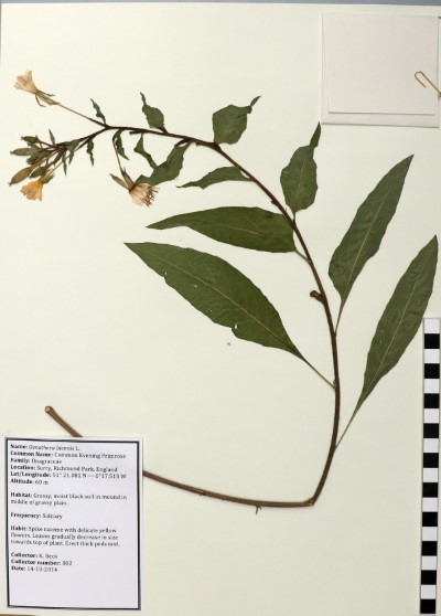 KB002 Oenothera biennis L.