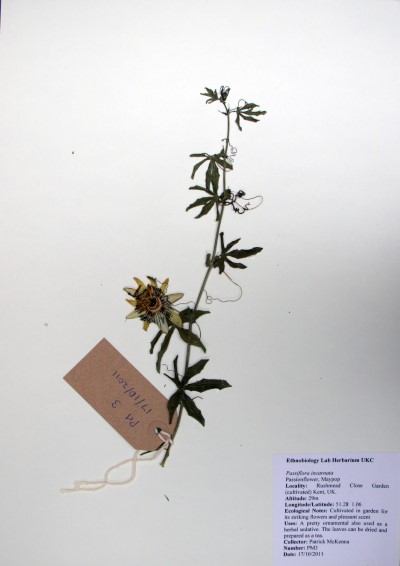 PM03 Passiflora caerulea