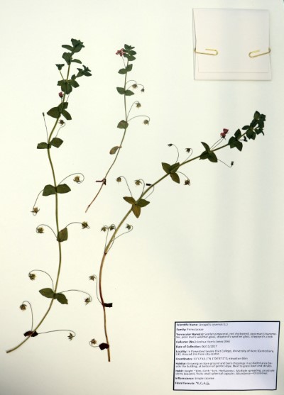 JHJ06 Anagallis arvensis (L.)