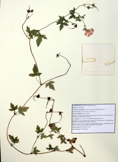 JHJ05 Geranium sylvaticum (L.)