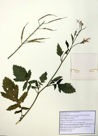 JHJ04 Raphanus raphanistrum (L)