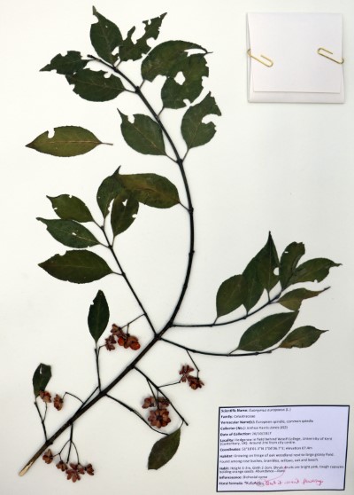 JHJ02 Euonymus europaeus (L.)