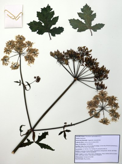 JHJ01 Heracleum spondyleum (L.)