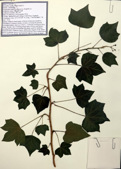 HL344a Hedera helix L.