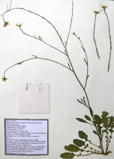 HL347a Brassica nigra (L.) K. Koch