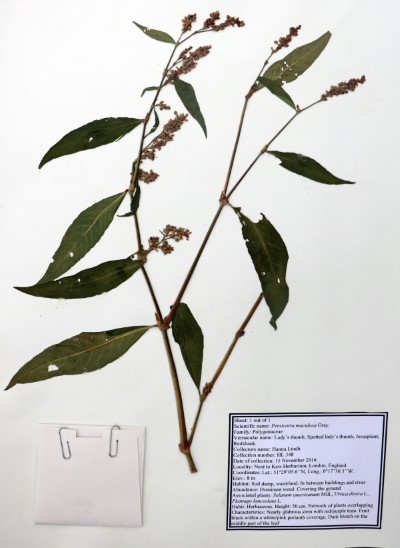 HL348 Perscaria maculosa Gray