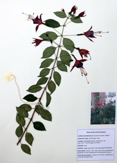 LBJ07 Fuchsia magellanica