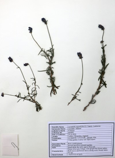 SJO02 Lavandula angustifolia (L.)