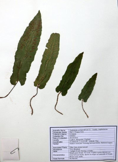 SJO03 Asplenium scolopendrium (L.)