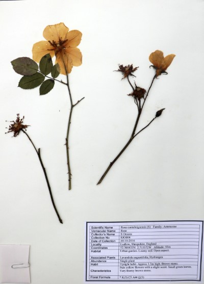 SJO04 Rosa cantabrigiensis