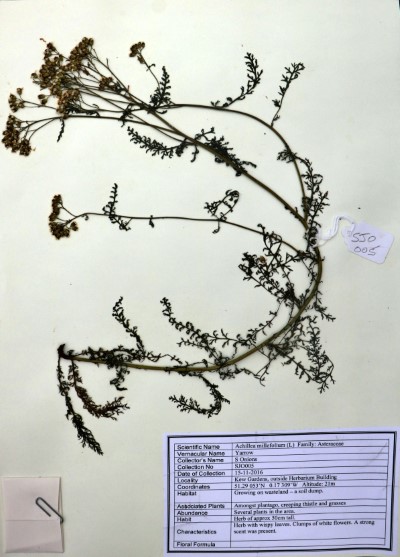SJO05 Achillea millefolium (L.)