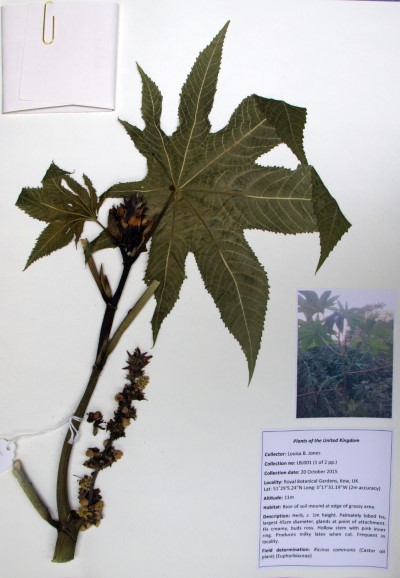 LBJ01a Ricinus  communis