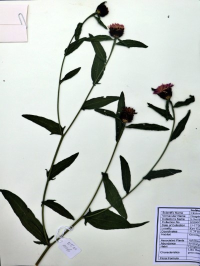 SJO06 Centaurea nigra