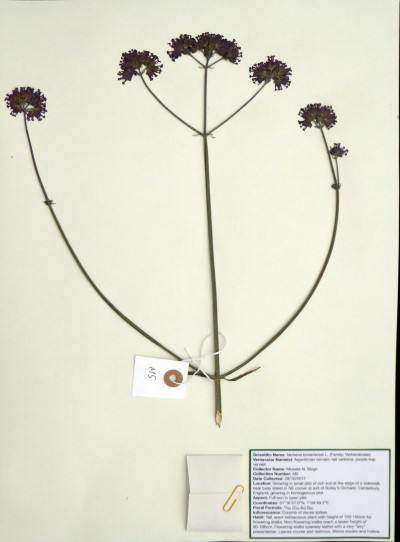 MNS05 Verbena bonariensis L.