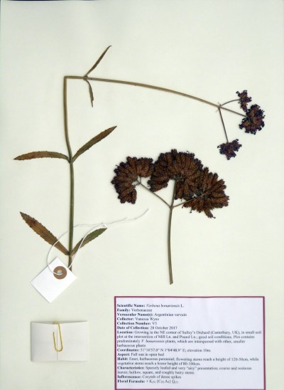 VW05 Verbena bonariensis L.