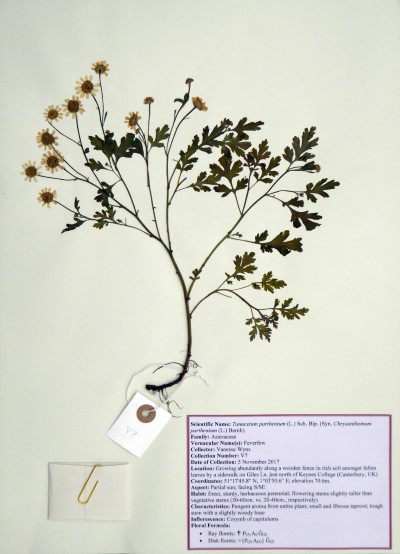 VW07 Tanacetum parthenium (L.) Sch. Bip.