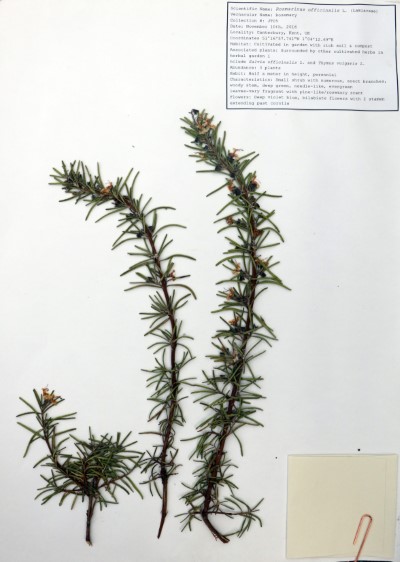 JT05 Rosmarinus officinalis L.