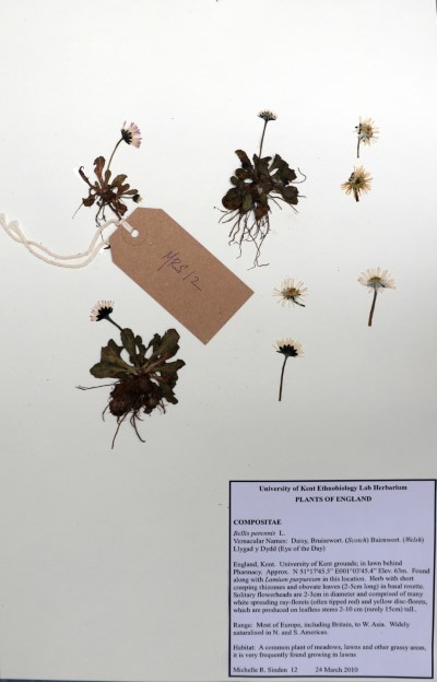 MRS12 Bellis perennis L.