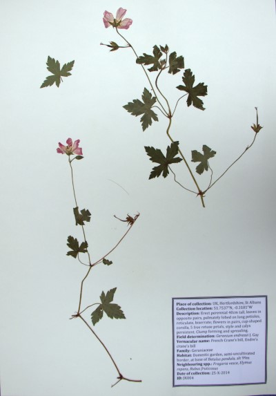 JK004 Geranium endressii J. Gay