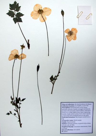 JK003 Papaver cambricum L.