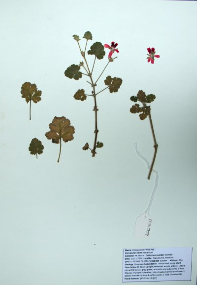 MM009 Pelargonium Pink Pet’