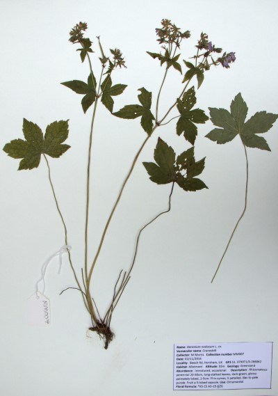 MM007 Geranium nodosum L.