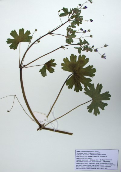 MM005 Geranium pyrenaicum Burm. f.