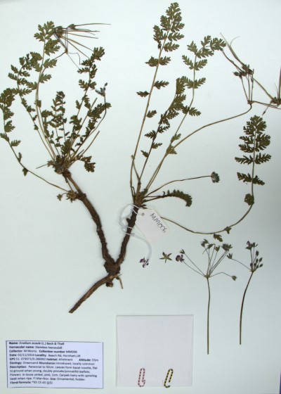 MM006 Erodium acaule (L.) Bech & Thell