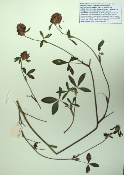 MM008 Trifolium pratense L.