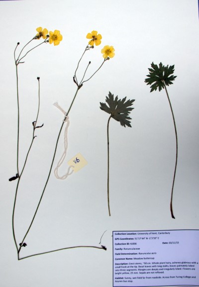 KJ06 Ranunculus acris