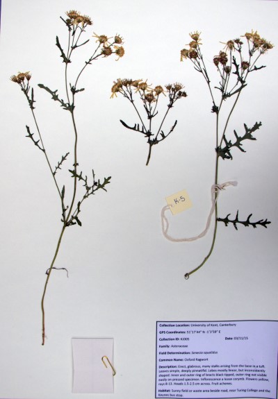 KJ05 Senecio squalidus