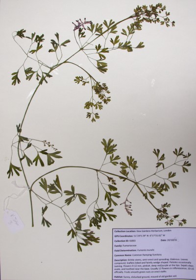 KJ03 Fumaria muralis