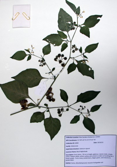 KJ02 Solanum nigrum