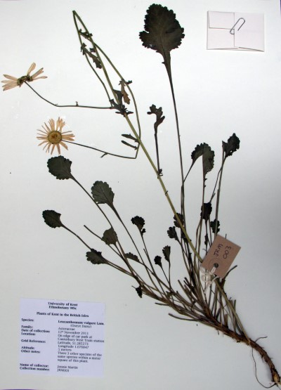 JRM03 Leucanthemum vulgare L.