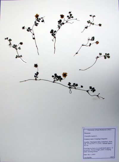 LK07 Potentilla reptans L.