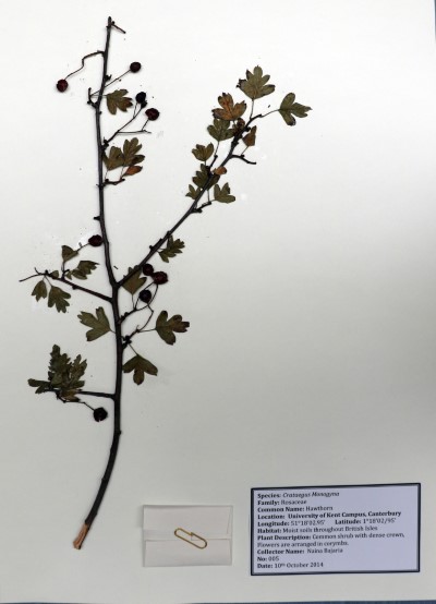 NB05 Crataegus monogyna Jacq.