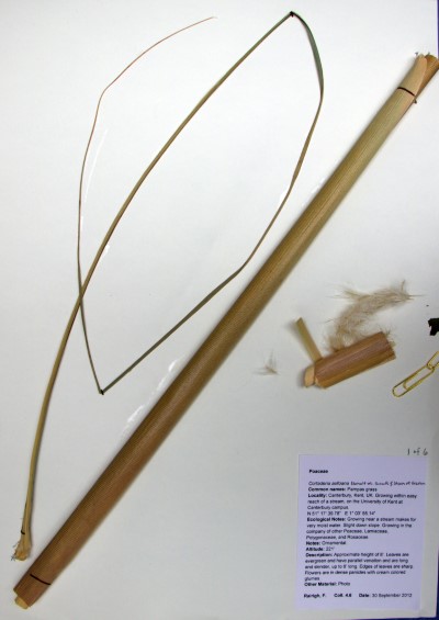 FR4.6a Cortaderia selloana