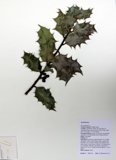 FR4.3 Ilex aquifolium L.