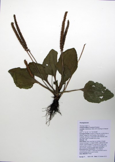 FR4.10 Plantago major L.
