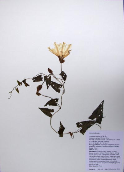 FR4.5 Calystegia sepium (L.) R.Br,