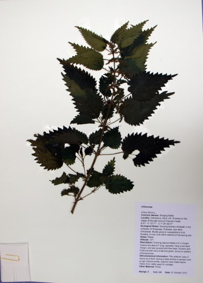 FR4.8 Urtica dioica L.