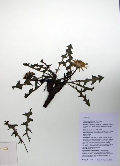 FR4.4 Taraxacum officinale (L.) W.W.Weber ex F.H.Wigg.