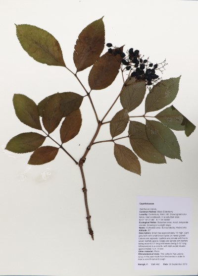 FR4.2 Sambucus nigra L.