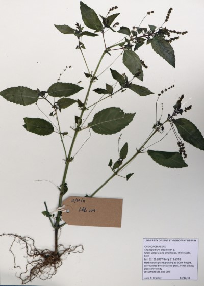 LRB09 Chenopodium album L.