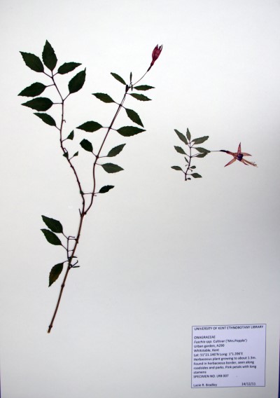 LRB07 Fuchsia Mrs Popple’