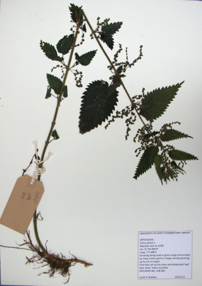 LRB05 Urtica dioica L.