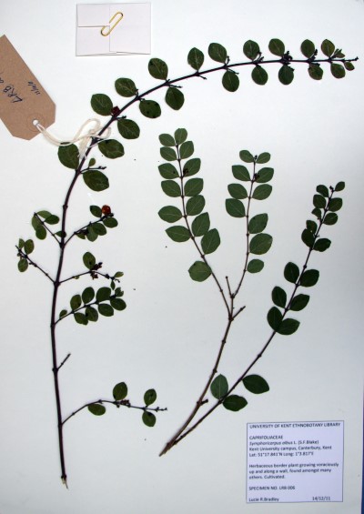 LRB06 Symphoricarpos albus L. (S.F.Blake)