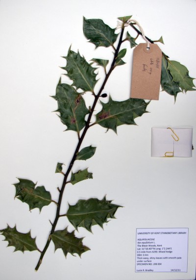LRB04 Ilex inodorum L.